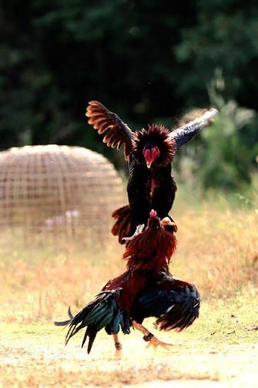 สวัสดี ชาวไก่ชน ภาพที่ 2