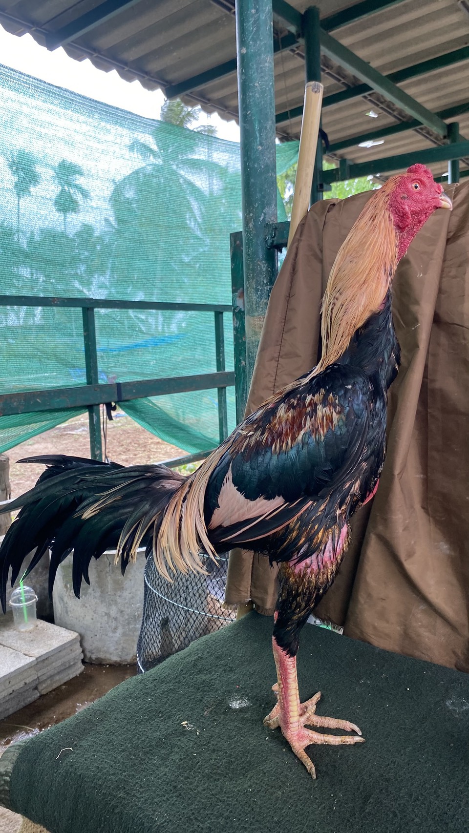 ไก่พม่า