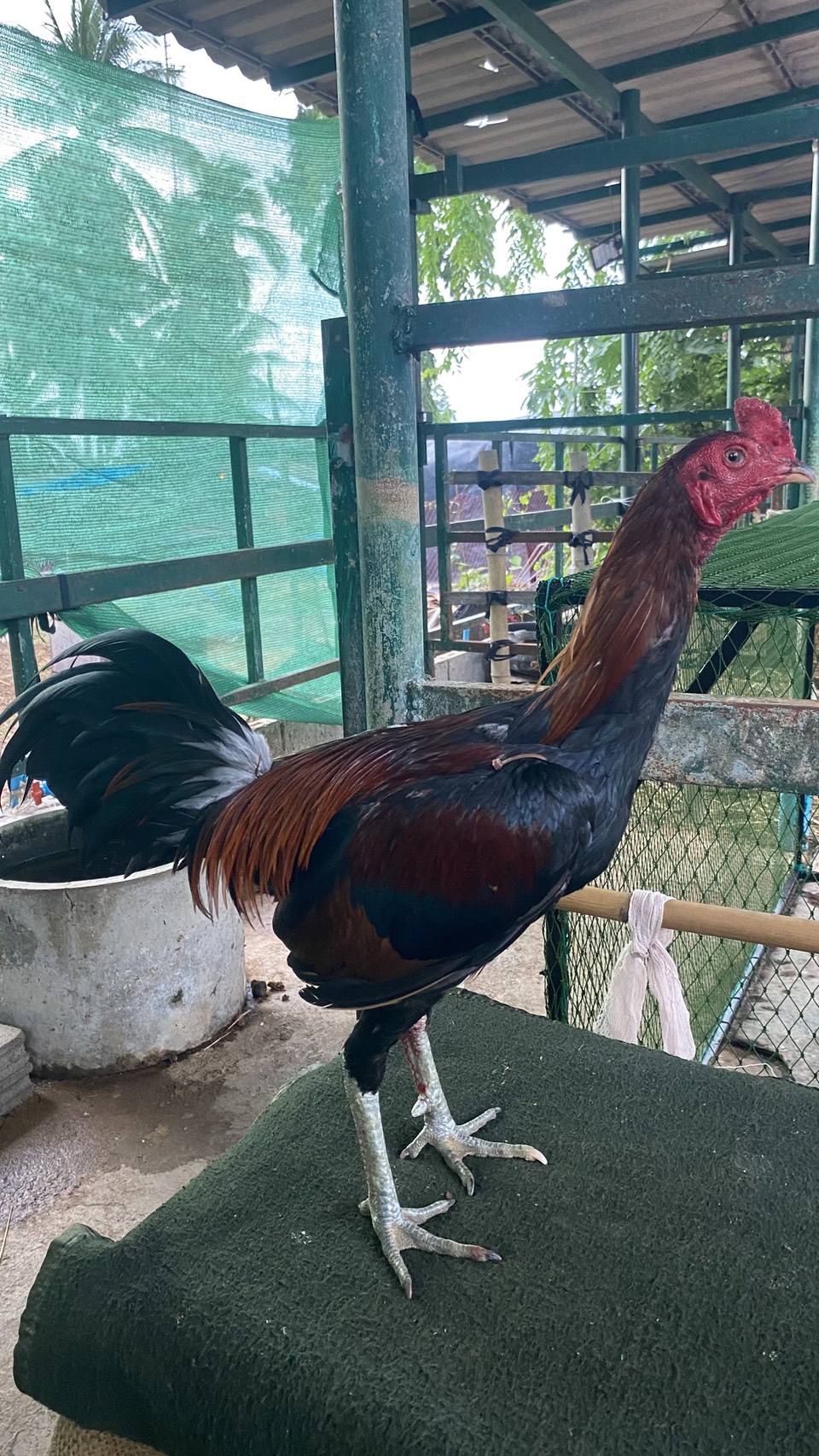 เเดง หนุ่ม(คัดผ่าน)